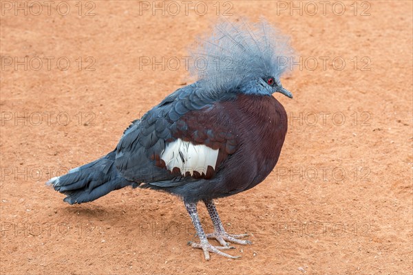 Southern Crowned Pigeon