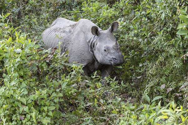 Indian rhinoceros