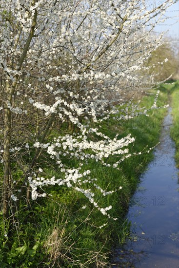 Midland hawthorn