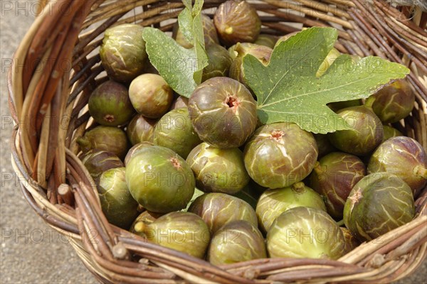 Fresh common Common fig