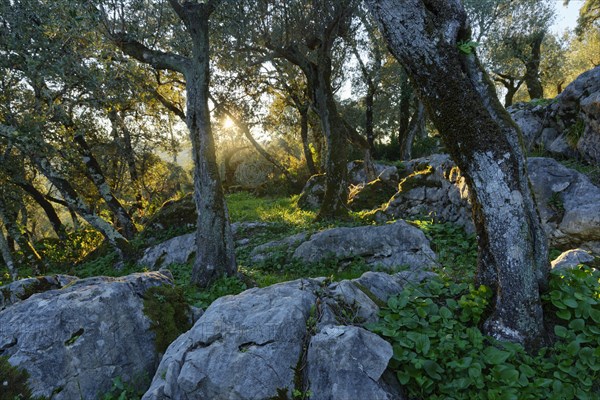 Holm Oak