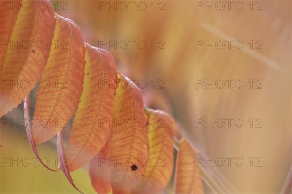 Staghorn sumac