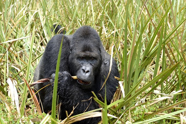 Eastern lowland gorilla