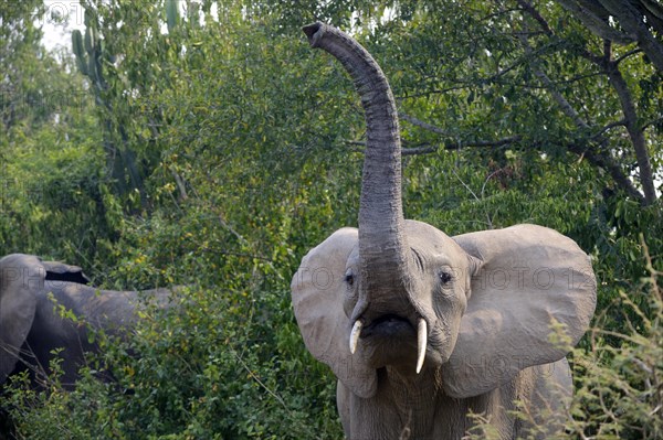 African elephant