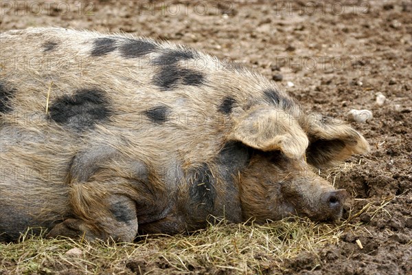 Turopolje pig