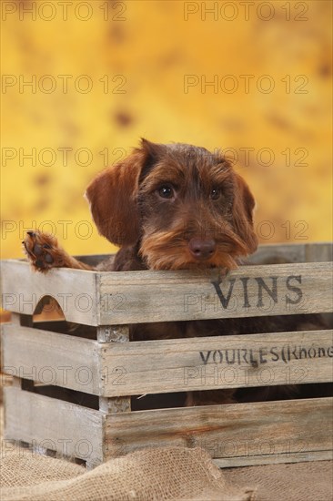 Dwarf greyhound dachshund