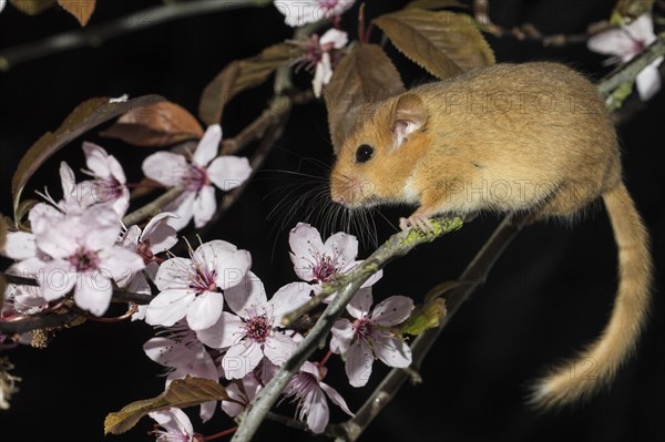 Hazel Dormouse