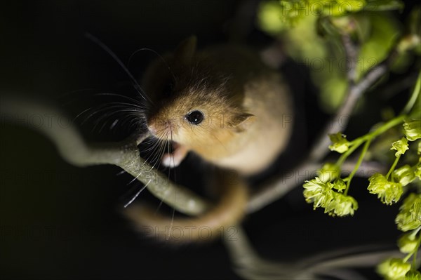 Hazel Dormouse