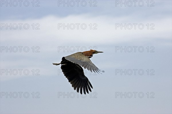 RUFESCENT TIGER-HERON