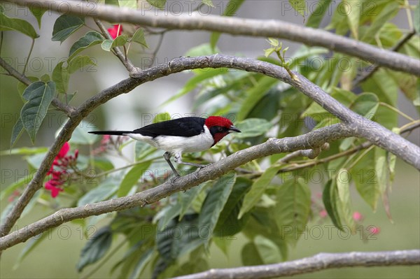 The red capped cardinal