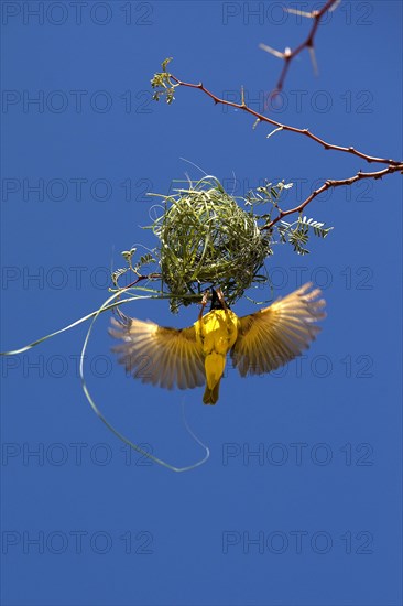 Southern Masked Weaver