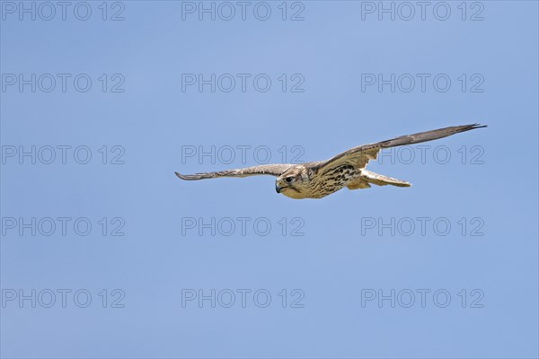 Saker falcon