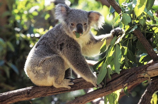 Koala