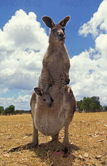 Eastern grey kangaroo