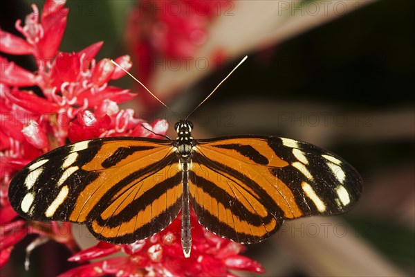 Eueides butterfly