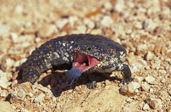 STUMP TAILED SKINK