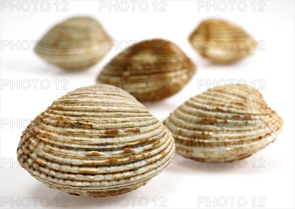 Shell