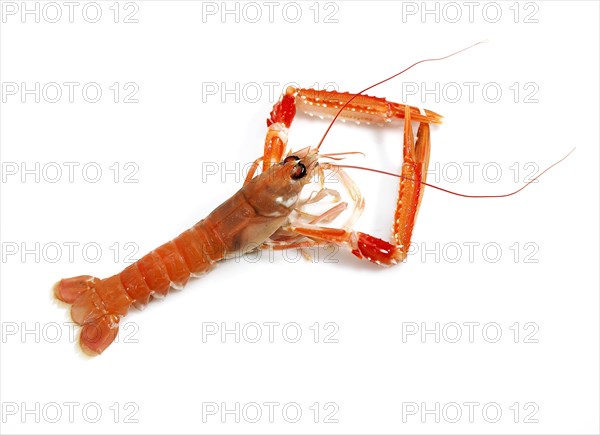 Dublin Bay prawn