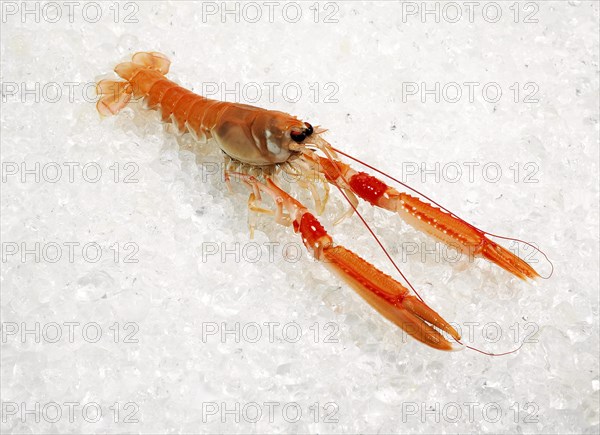 DUBLIN BAY PRAWN OR NORWAY HOBSTER OR SCAMPI ephrops norvegicus ON ICE