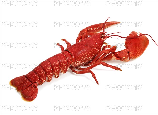 Boiled Lobster