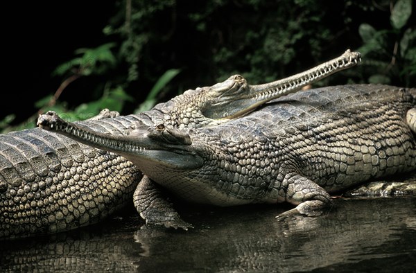 Gavial or Gharial