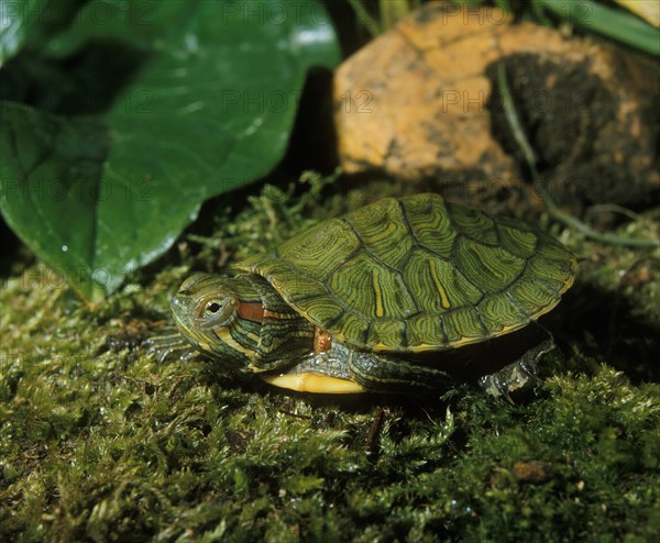 Red eared slider