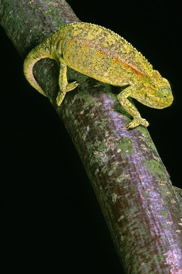 ELLIOT'S CHAMELEON OR MONTANE SIDE-STRIPED CHAMELEON chamaeleo ellioti