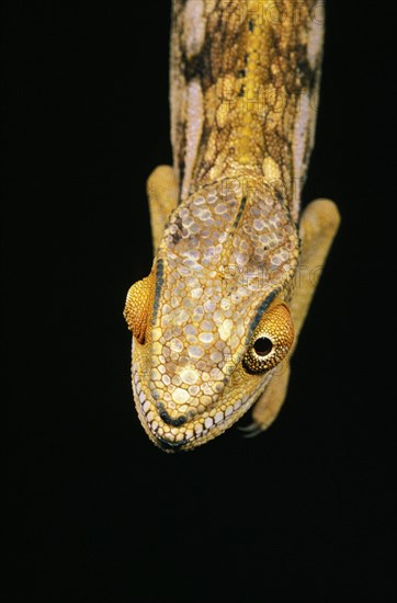 Oustalet's Chameleon