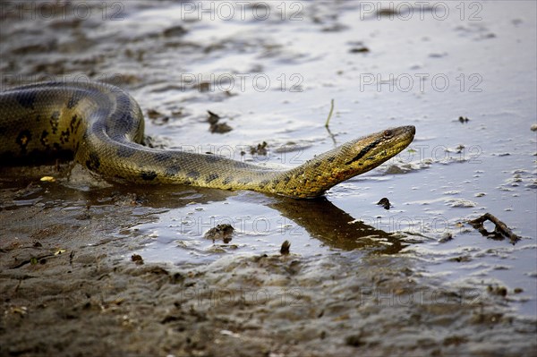 Green common anaconda