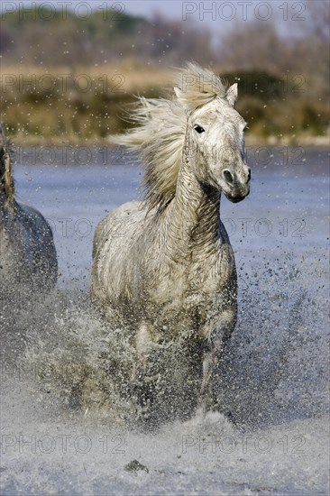 CAMARGUE HORSE