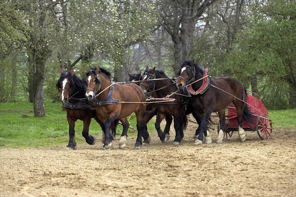 Cob Normand horse