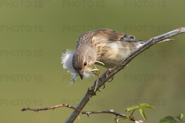 Linnet