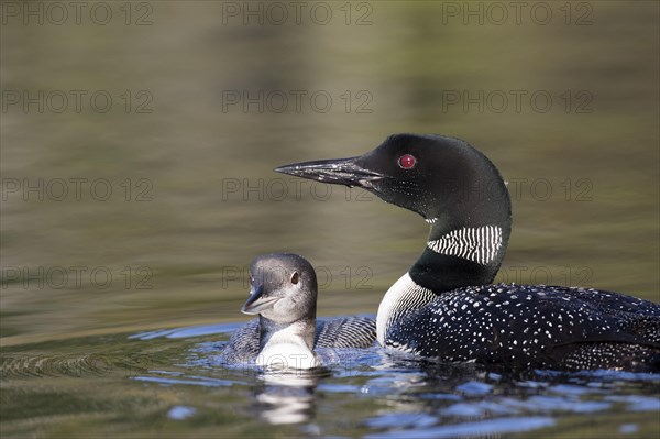 Great Northern Loon