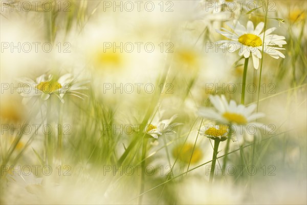 Ox eye daisy