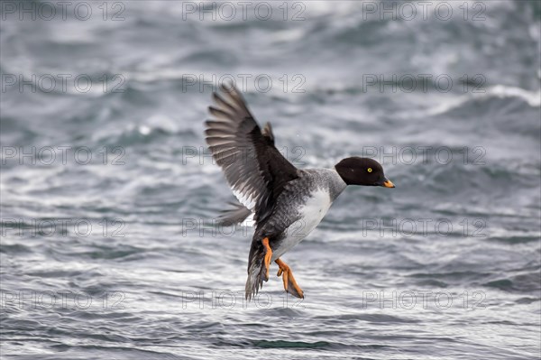 Barrow's goldeneye