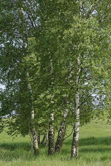 Warty birches