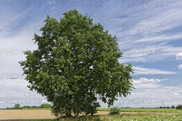 English oak