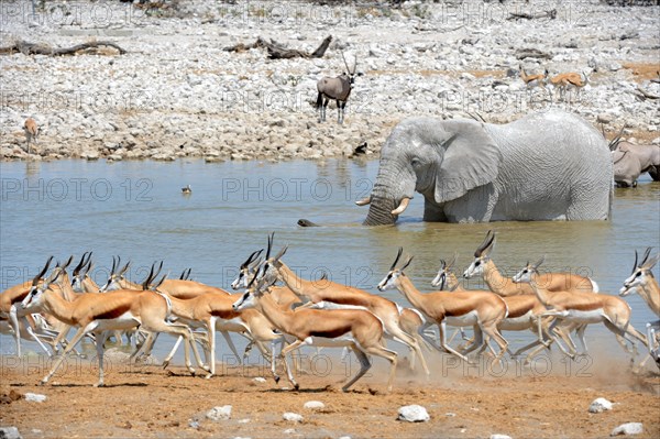 Springbok