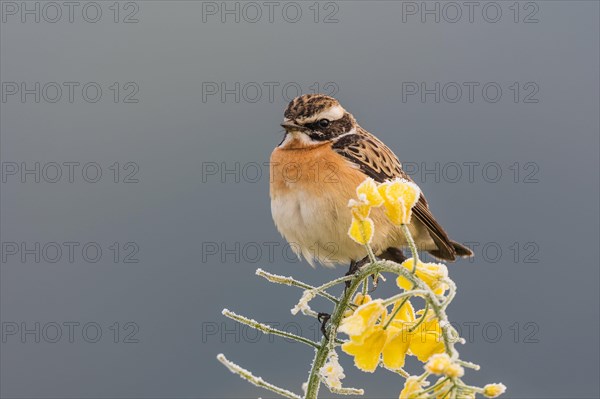 Whinchat