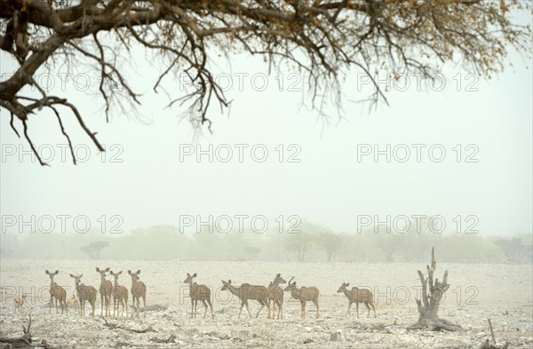 Greater kudu