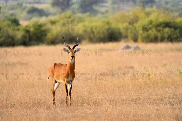 Adenota thomasi