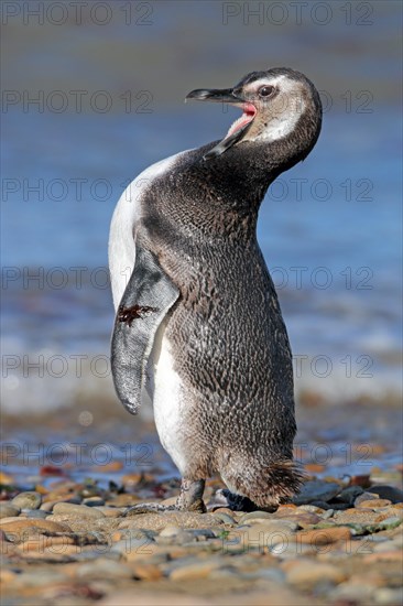 Magellanic Penguin