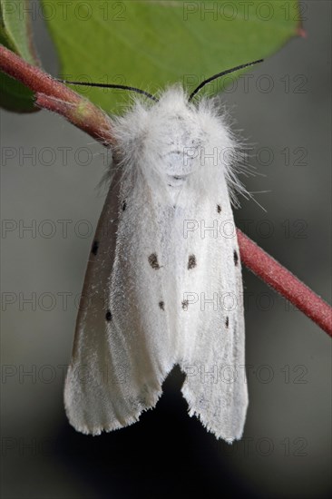 Moss rubber moth