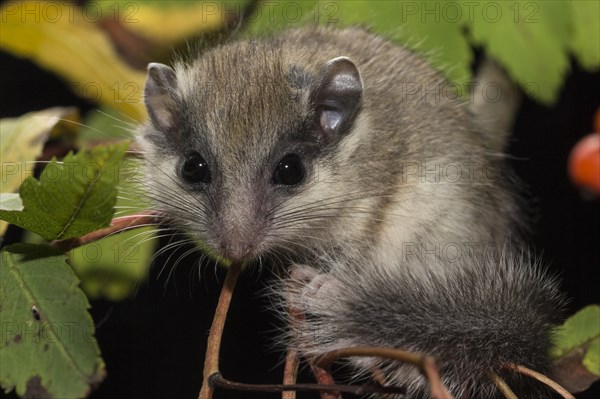 Tree dormouse