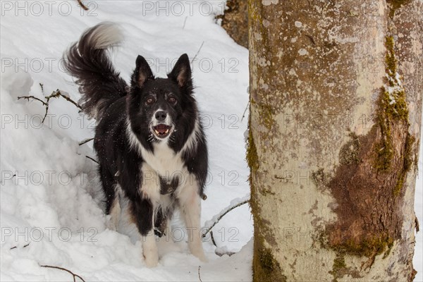 Border Collie in the snow