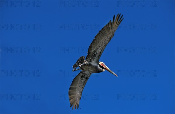 Brown Pelican