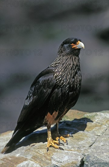 Striated Caracara