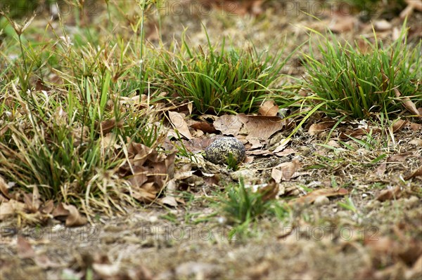 Double striped thick knee