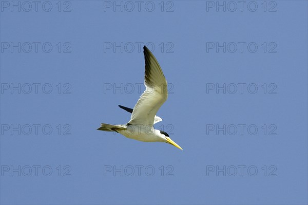 Large billed tern