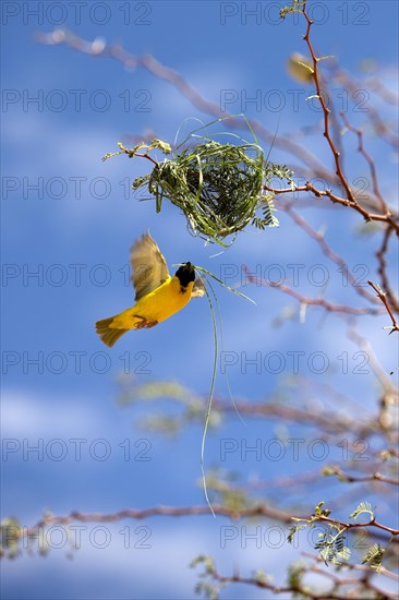 Southern Masked Weaver